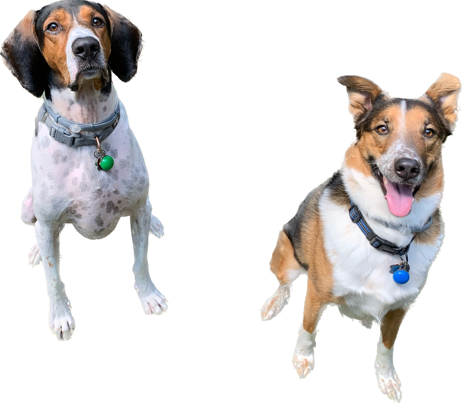 Cervantes Poop Scoopers LLC - Photo 4