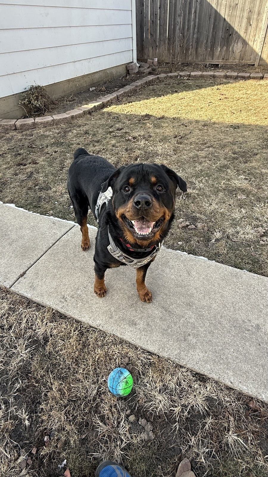 Paws and Scoops - Photo 4