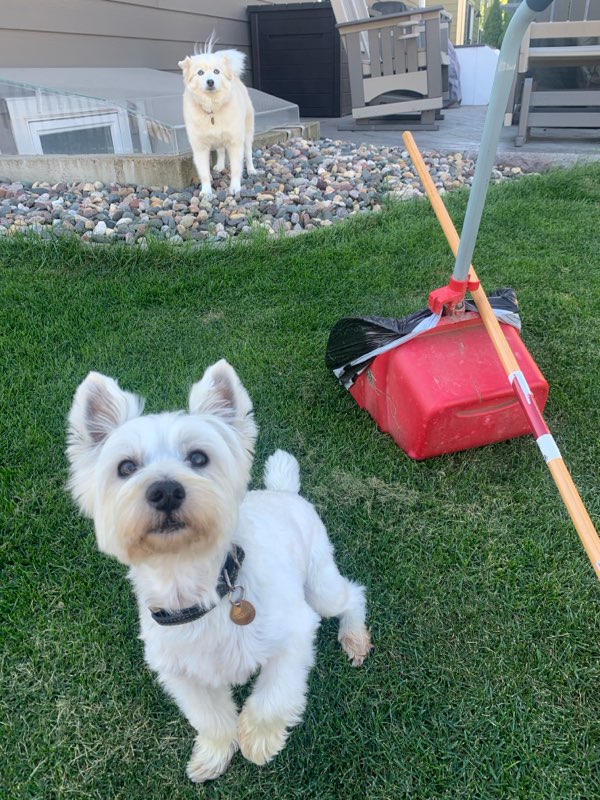 Poo Force Dog Poop Clean Up