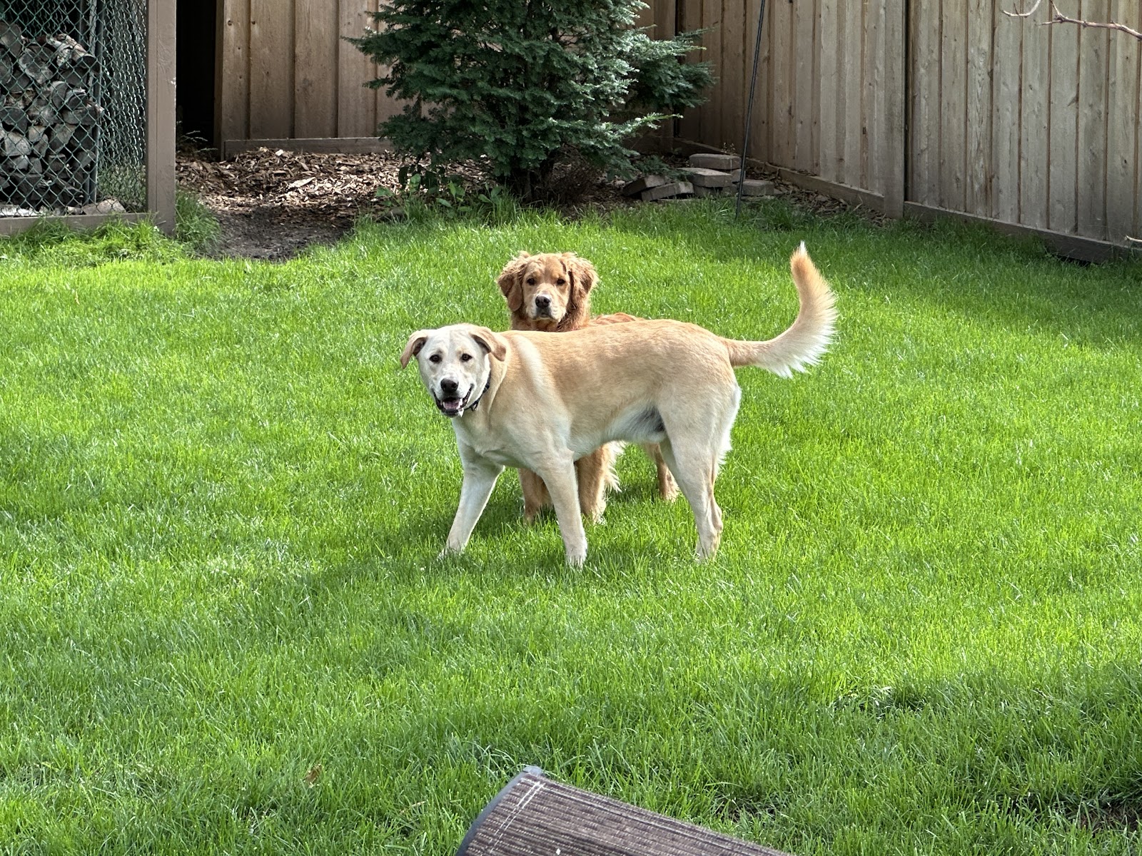 Poo Force Dog Poop Clean Up - Photo 2