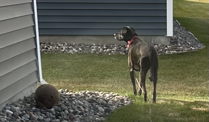 Poo Force Dog Poop Clean Up - Photo 4