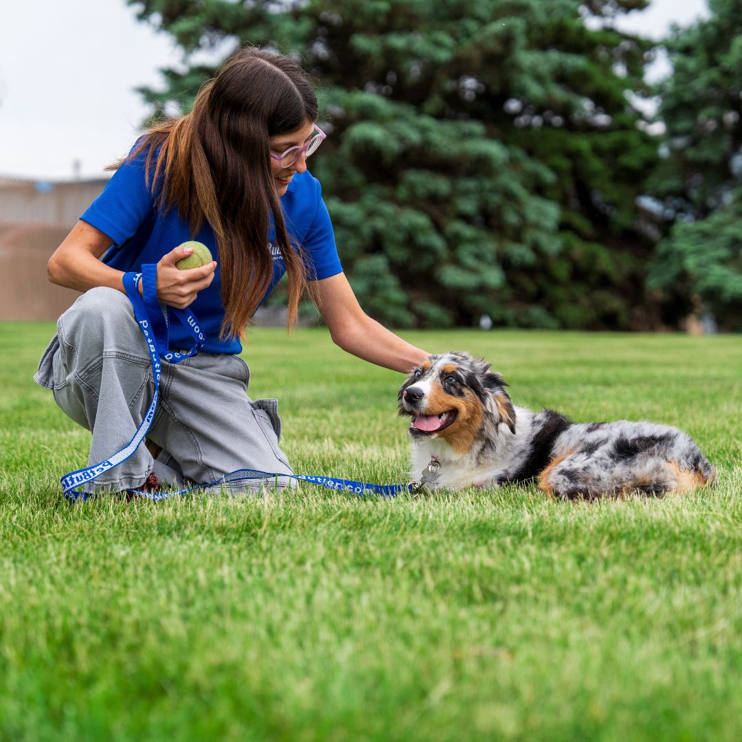 Pet Butler - Photo 2