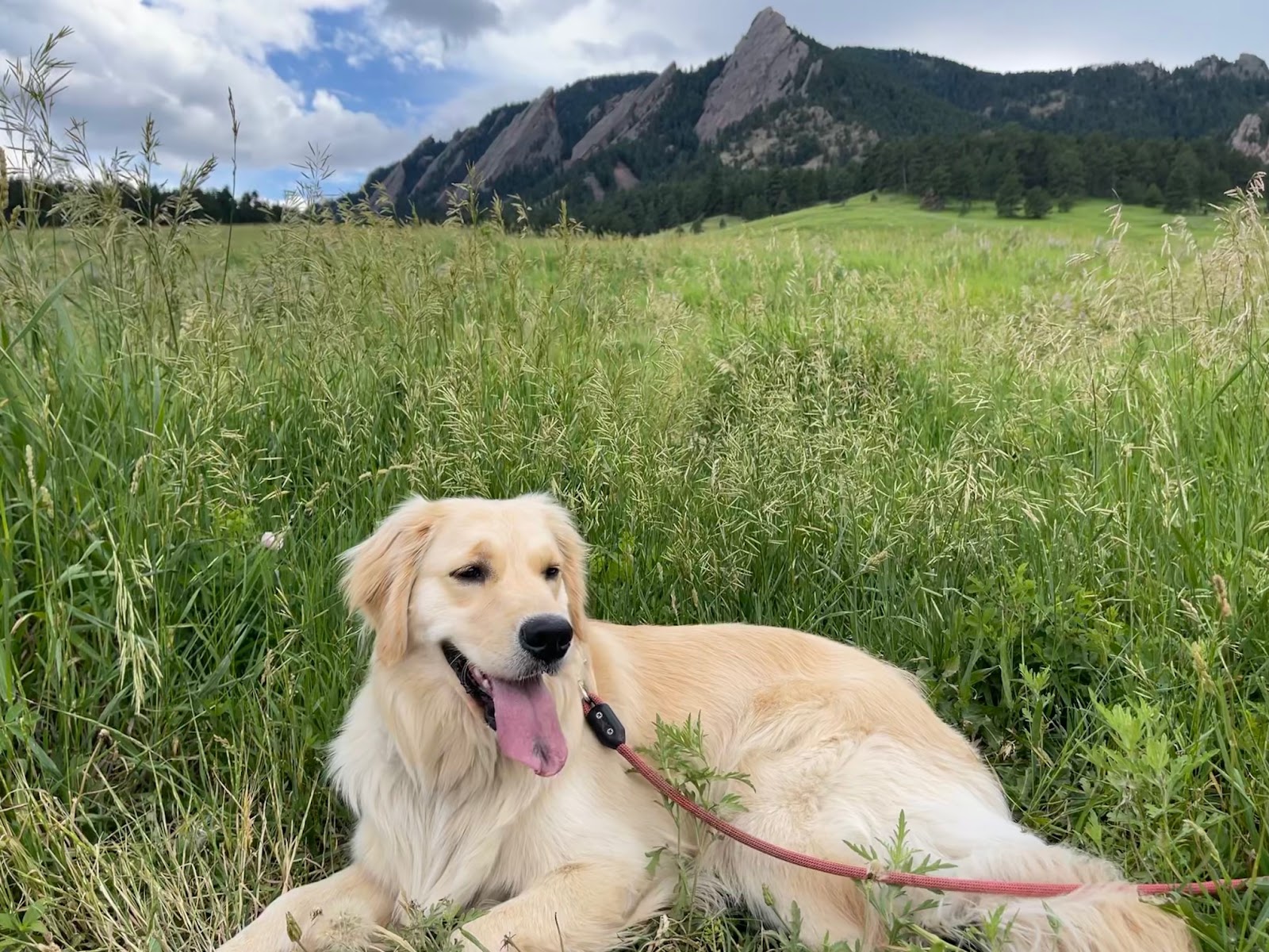 Golden Scoopers LLC - Photo 3