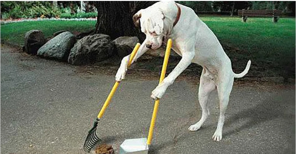 Doggie Doo Pet Waste Management
