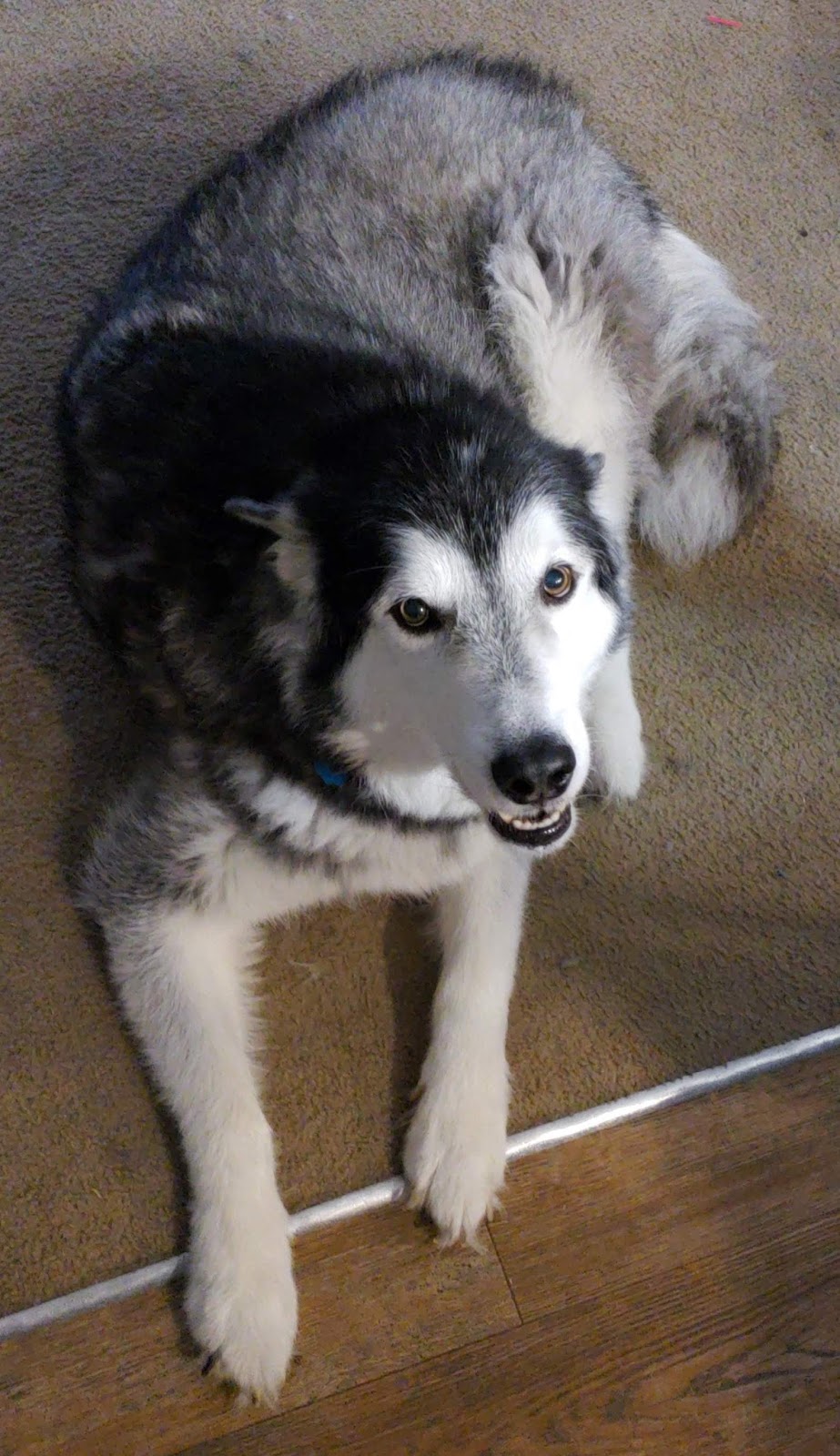 Doggie Doo Pet Waste Management - Photo 3