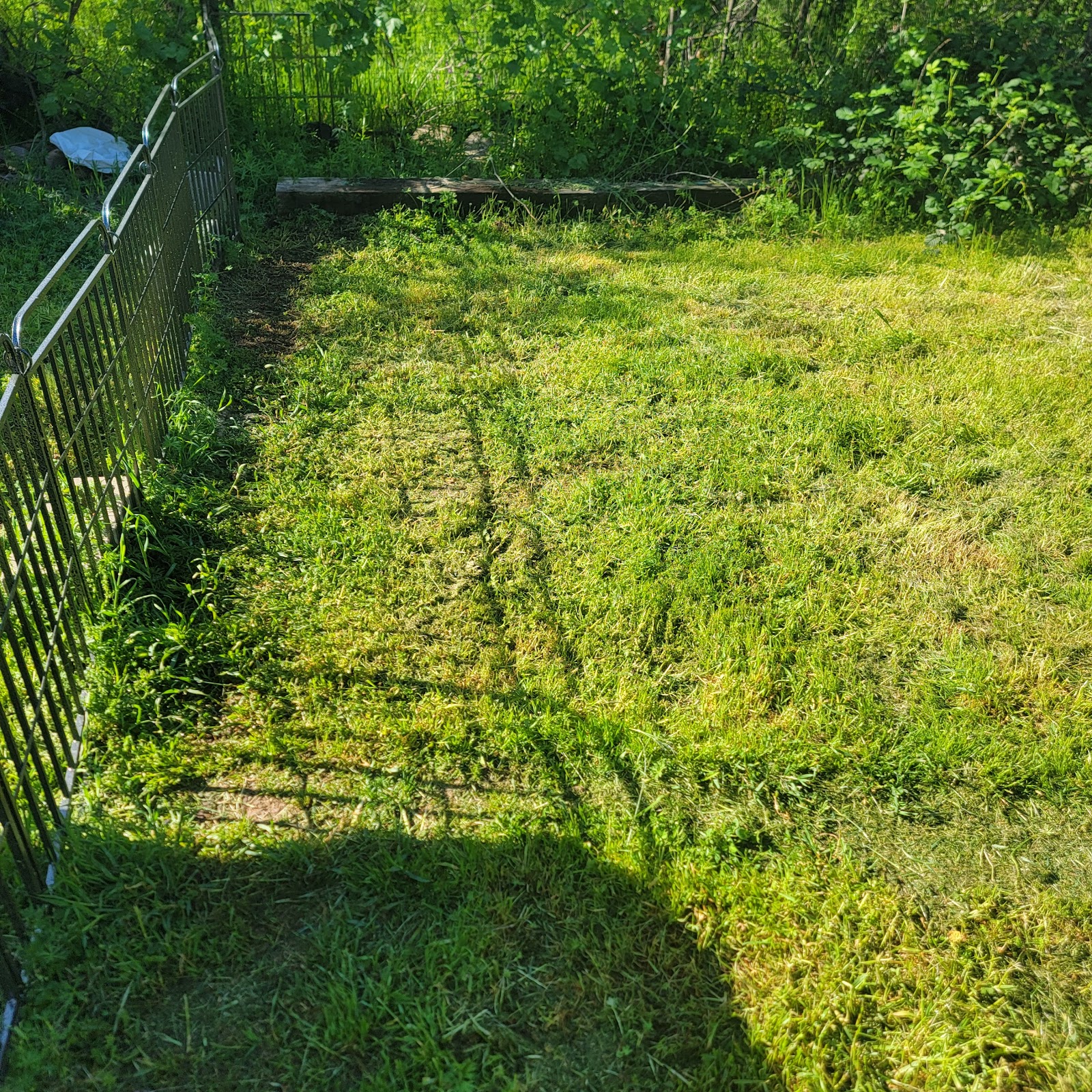 Golden State Scoopers - Photo 4