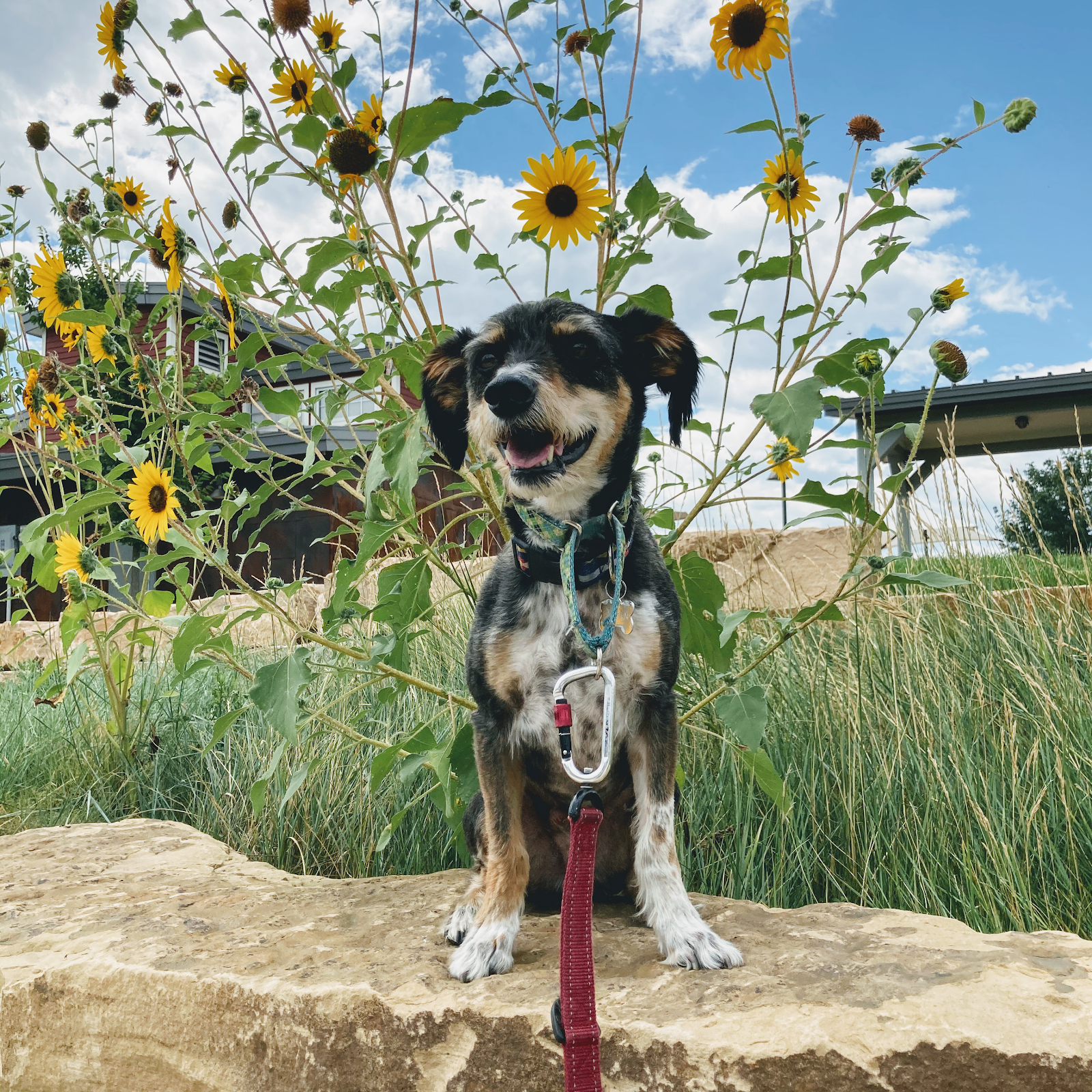 Poochy Doos, LLC - Photo 2