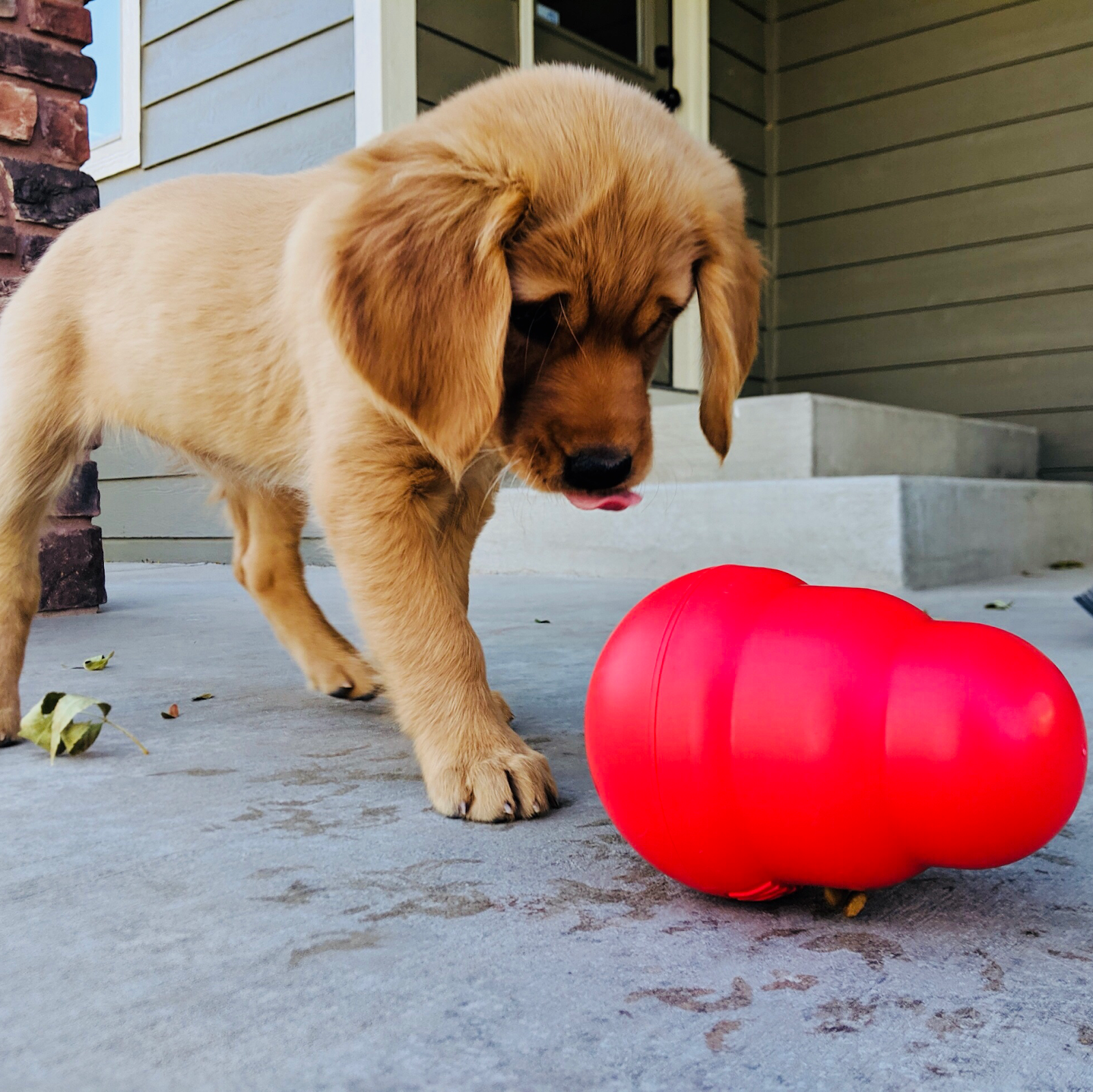 Poochy Doos, LLC - Photo 3