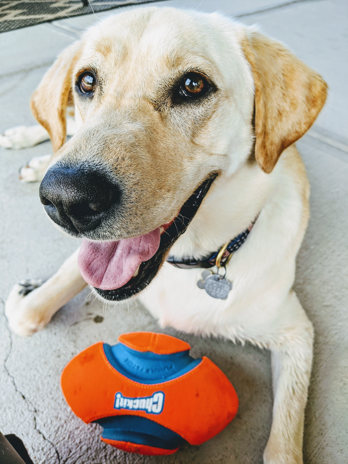 Poochy Doos, LLC - Photo 4