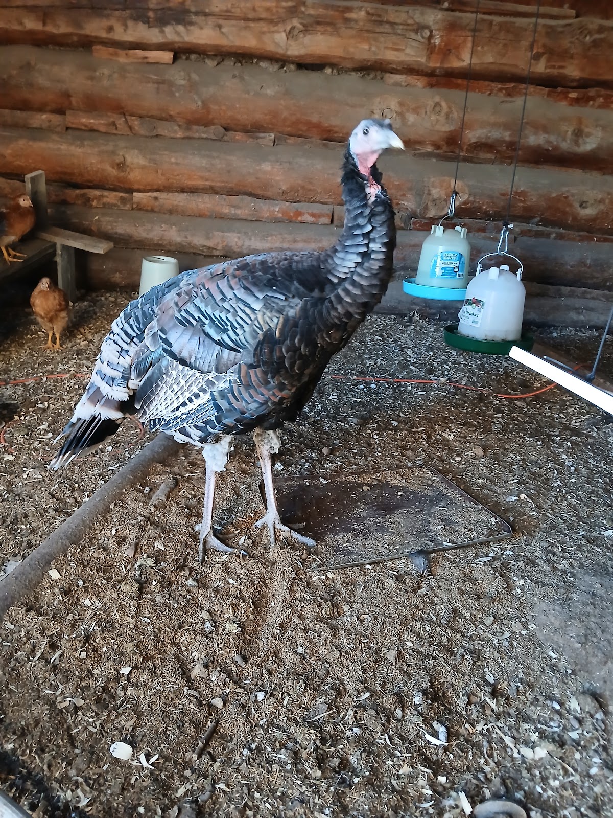 Prairie Pups - Photo 2