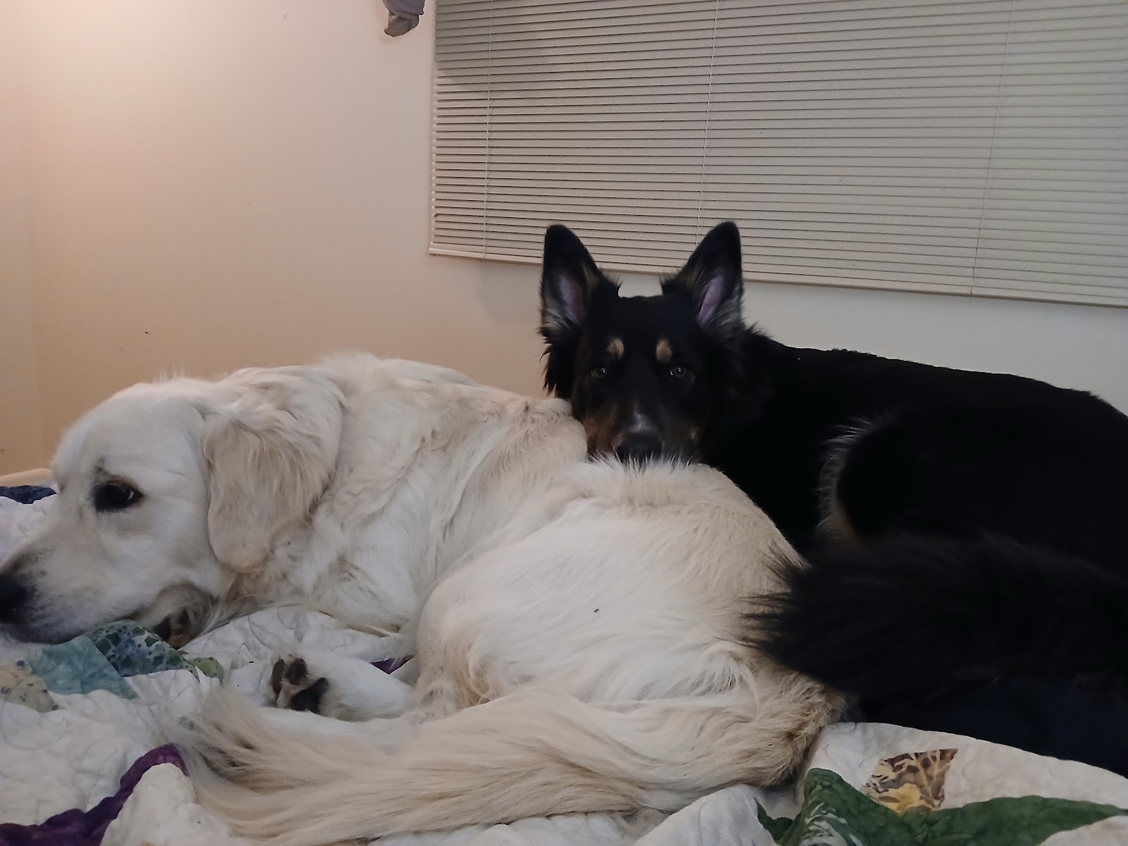 Prairie Pups - Photo 4