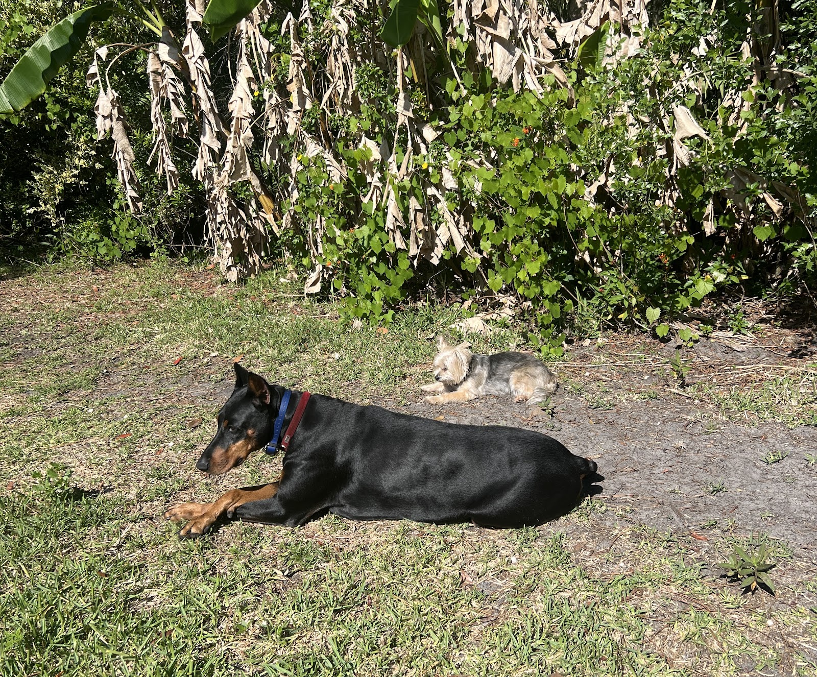 Goldmine Pet Waste Solutions - Photo 3