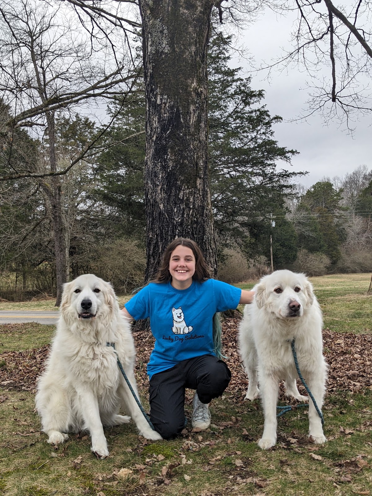 Lucky Dog Solutions - Photo 3