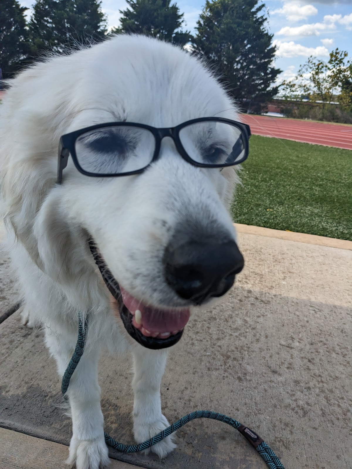 Lucky Dog Solutions - Photo 4