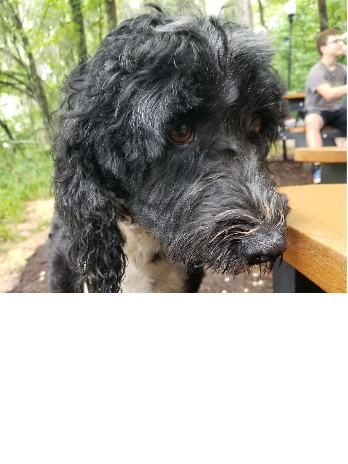 POOP 911 Columbia Metro - Photo 4