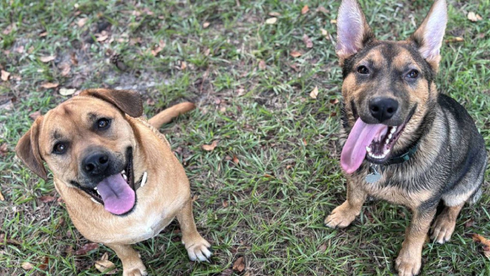 Scoop And Snap Pet Co