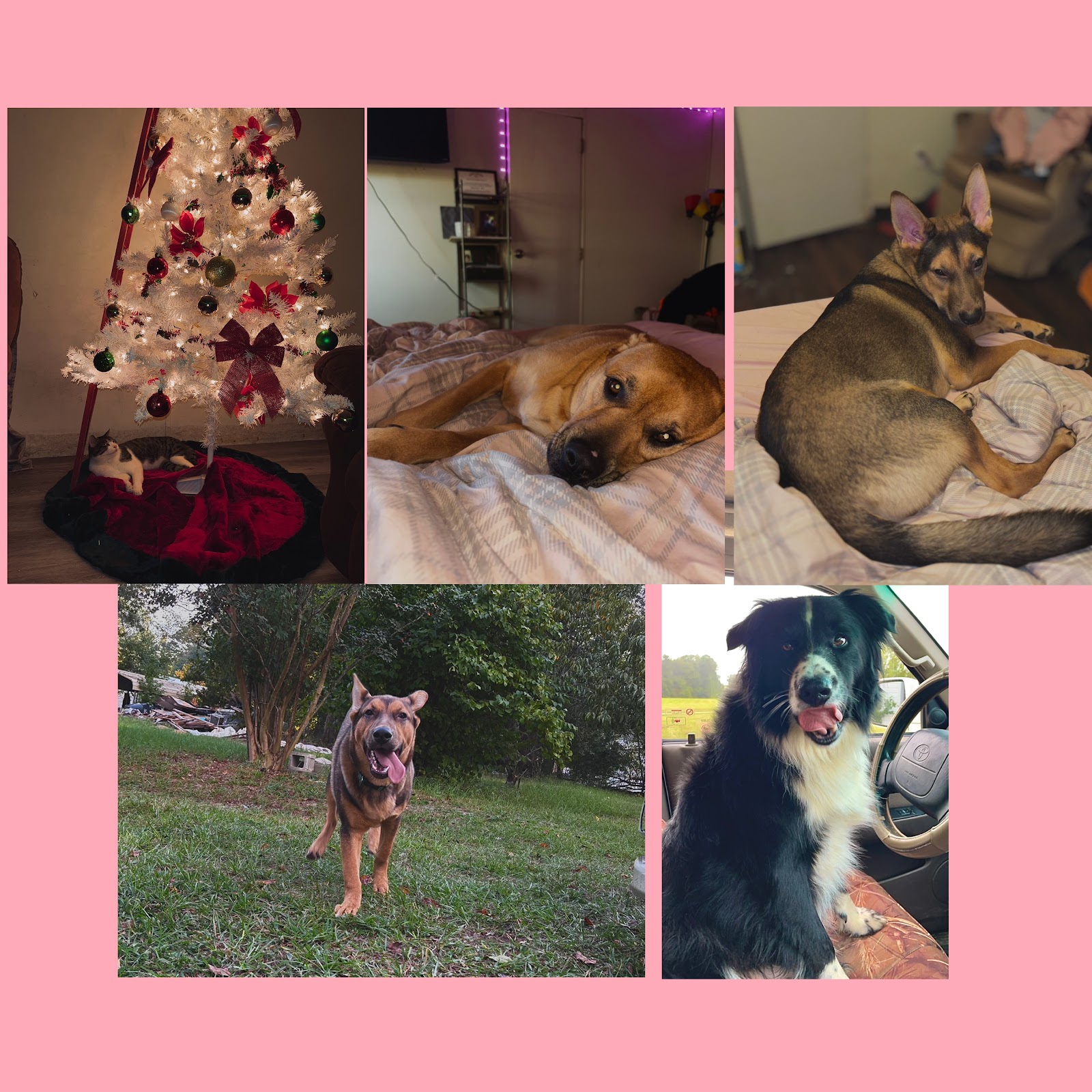 Scoop And Snap Pet Co - Photo 2