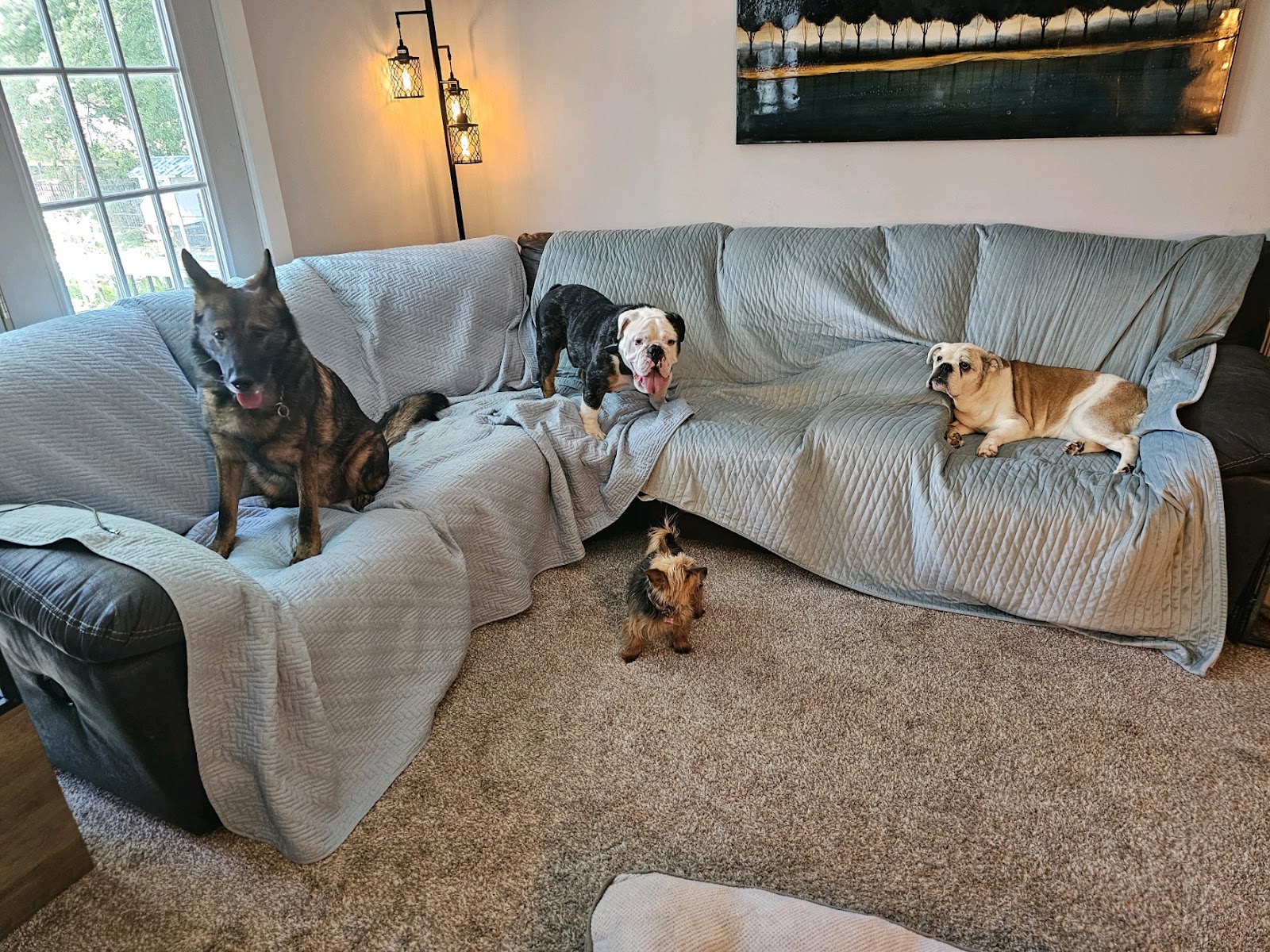 Kurt's Doggy Dooty - Photo 2