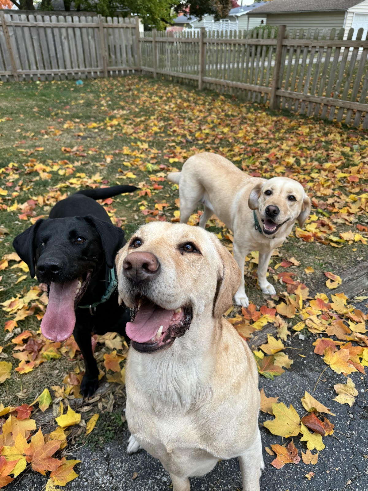 Kurt's Doggy Dooty - Photo 3