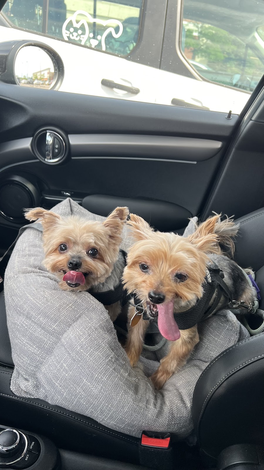 Kurt's Doggy Dooty - Photo 4