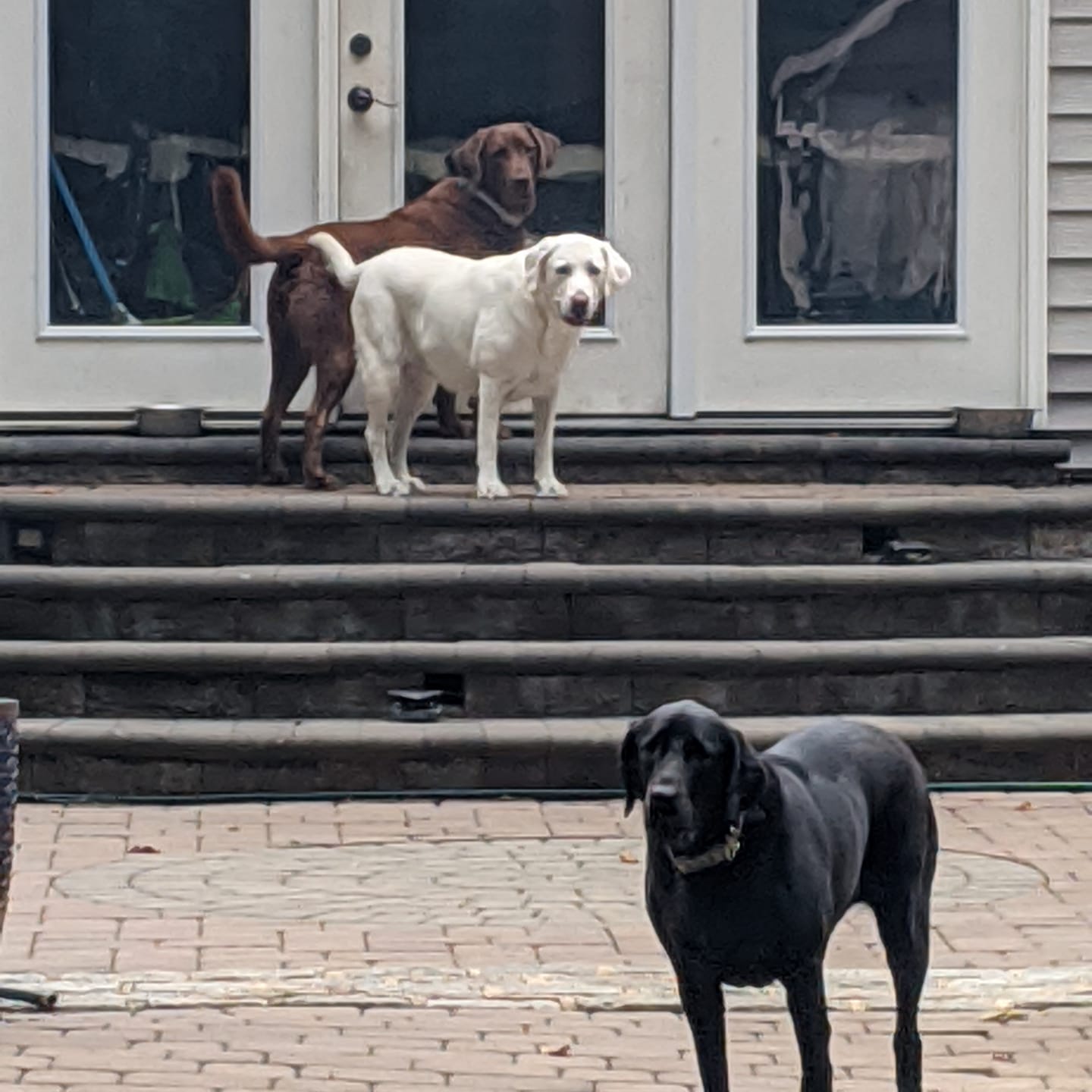 Yard Doody of Upper Perk