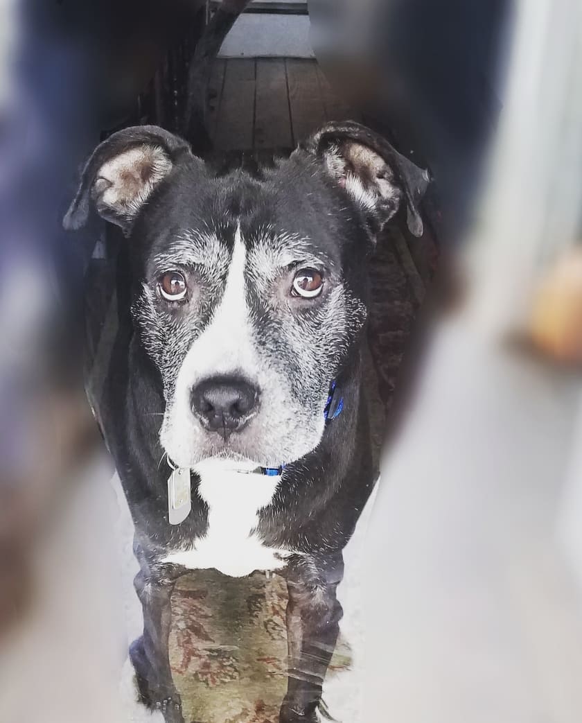 Yard Doody of Upper Perk - Photo 2