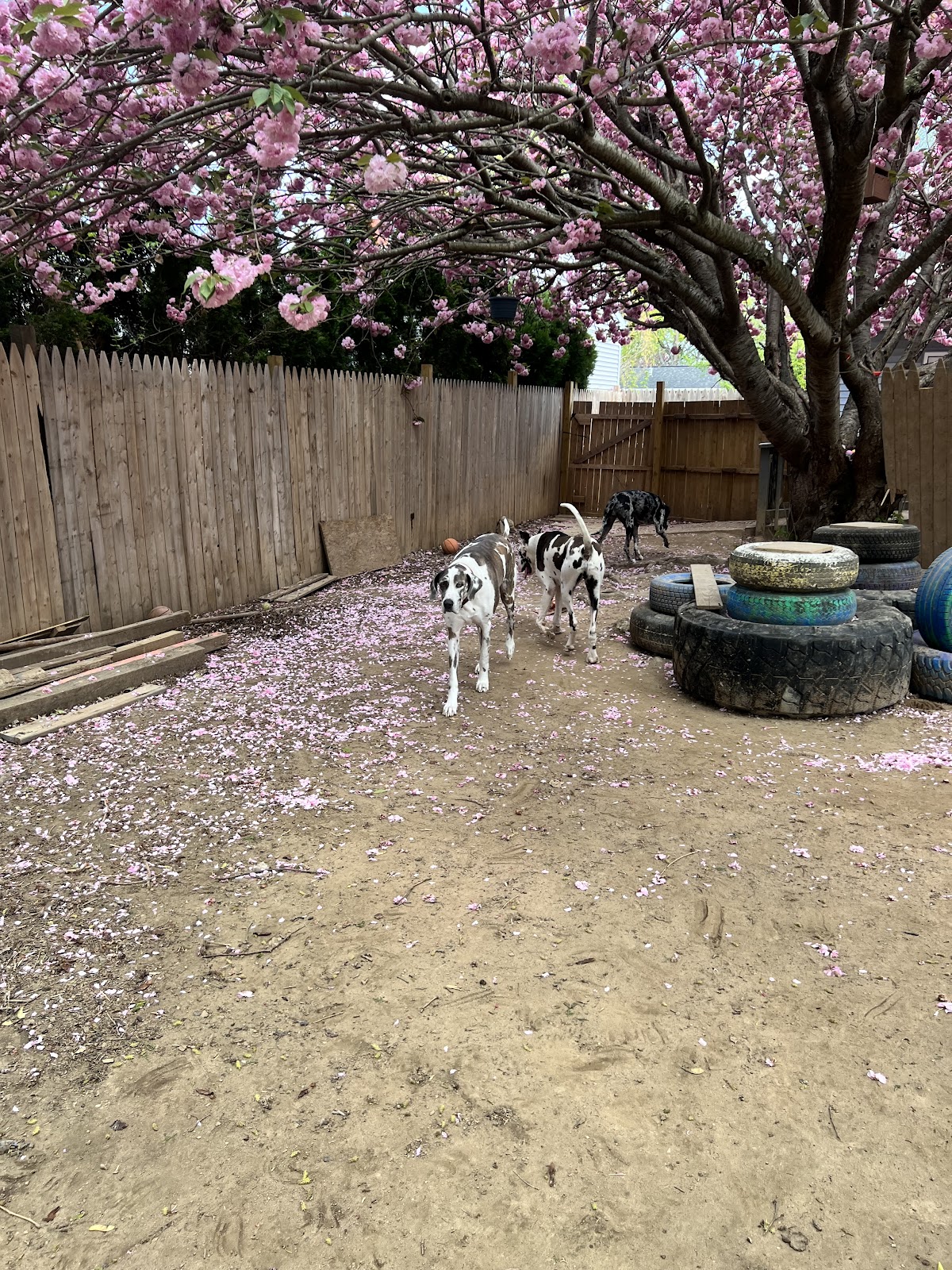 Pooper Scooper King - Photo 3