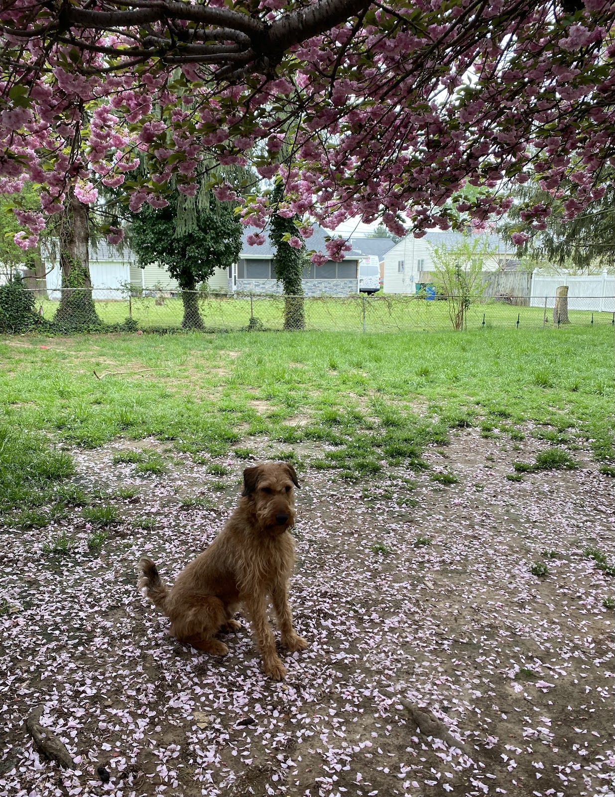 Pooper Scooper King - Photo 4