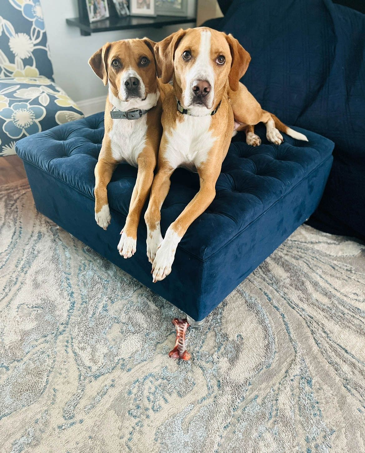 Doody Daddy - The Neighborhood Pooper Scooper (Residential & Commercial)