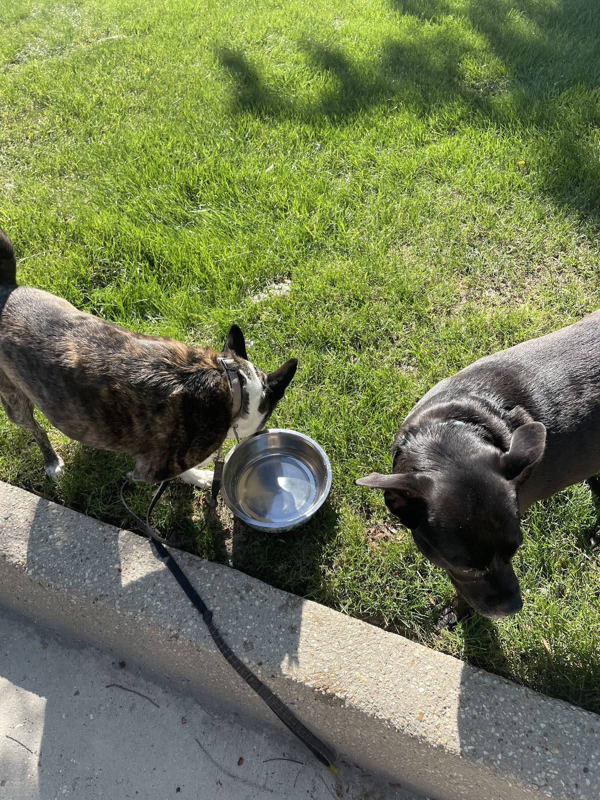 Doody Daddy - The Neighborhood Pooper Scooper (Residential & Commercial) - Photo 3