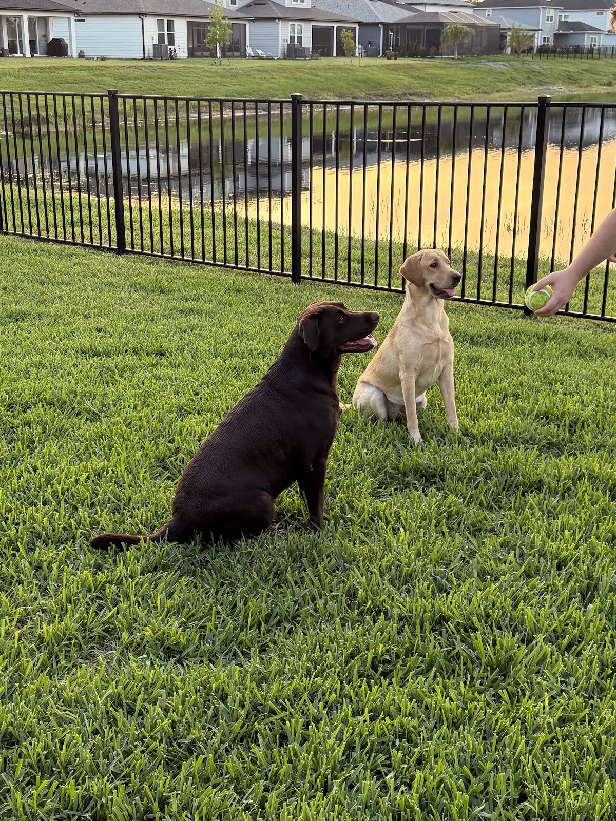 Doody Daddy - The Neighborhood Pooper Scooper (Residential & Commercial) - Photo 4