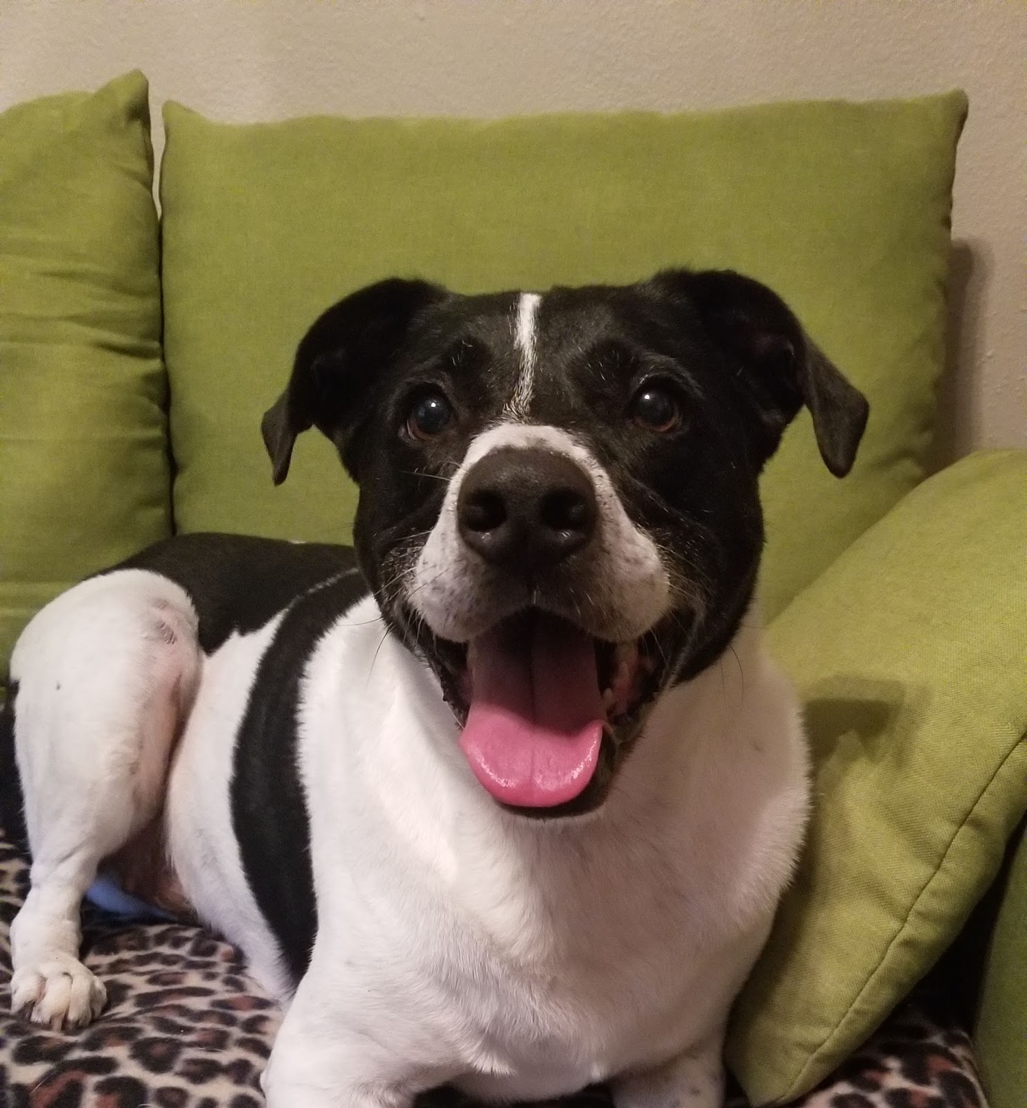 The Poo Pro - Photo 3