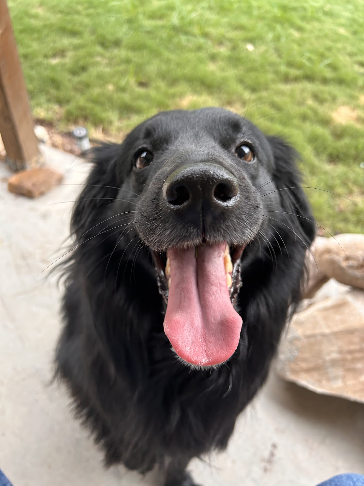 Scoop Troop - Photo 3