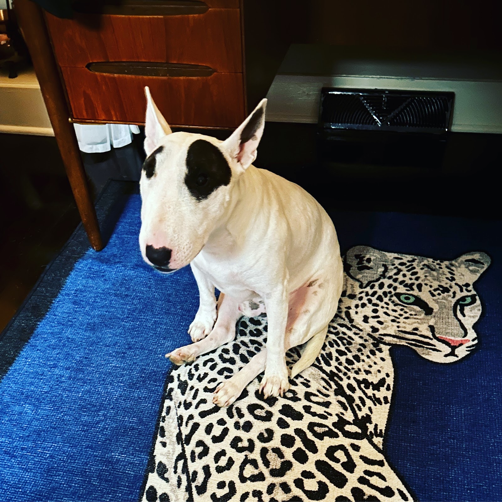 Poop Scoop Mass - MA & NH (Dog Poop Cleanup - Pooper Scooper Service) - Photo 4