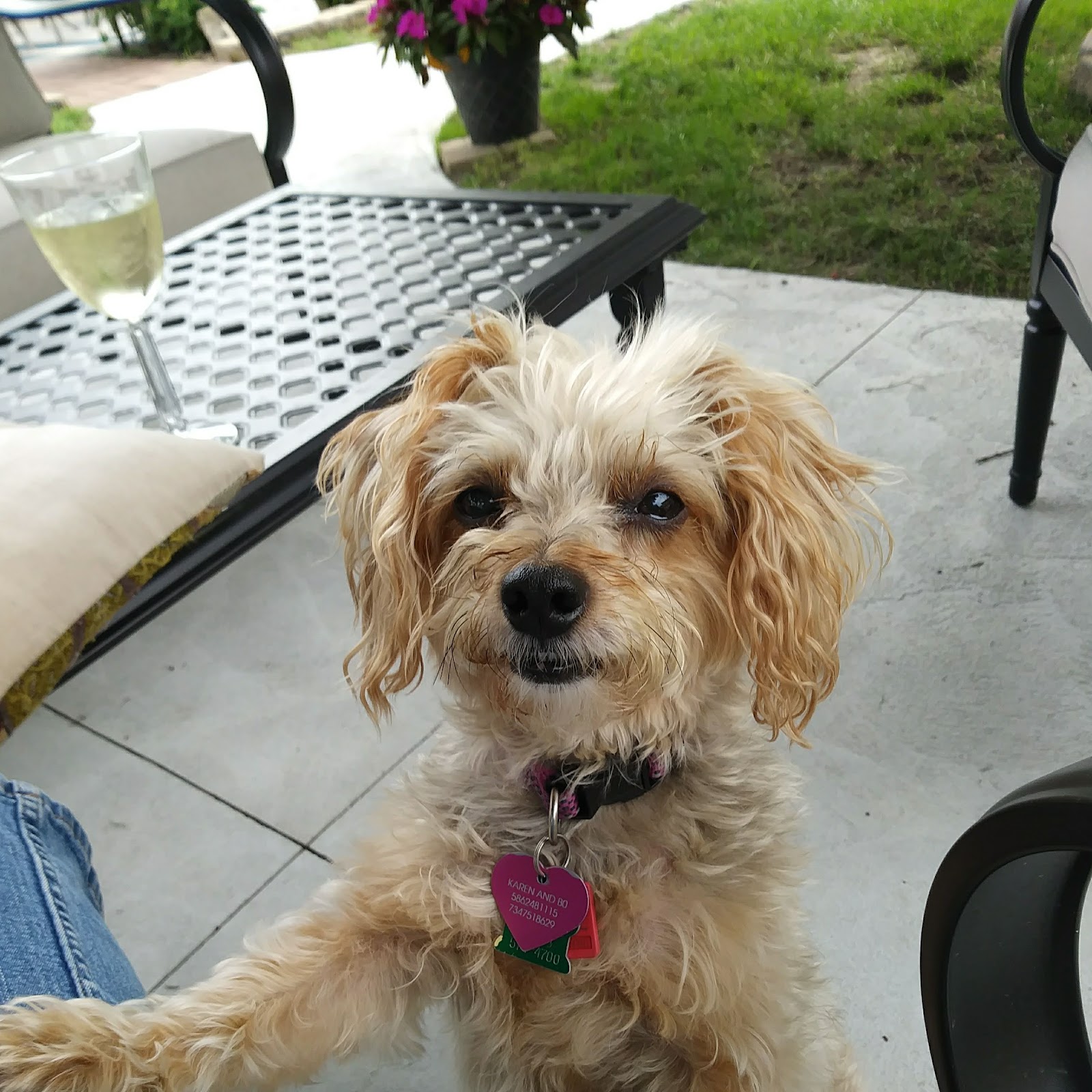 They Poop & I Scoop LLC - Photo 2