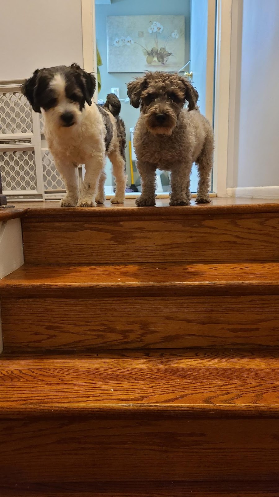 They Poop & I Scoop LLC - Photo 3