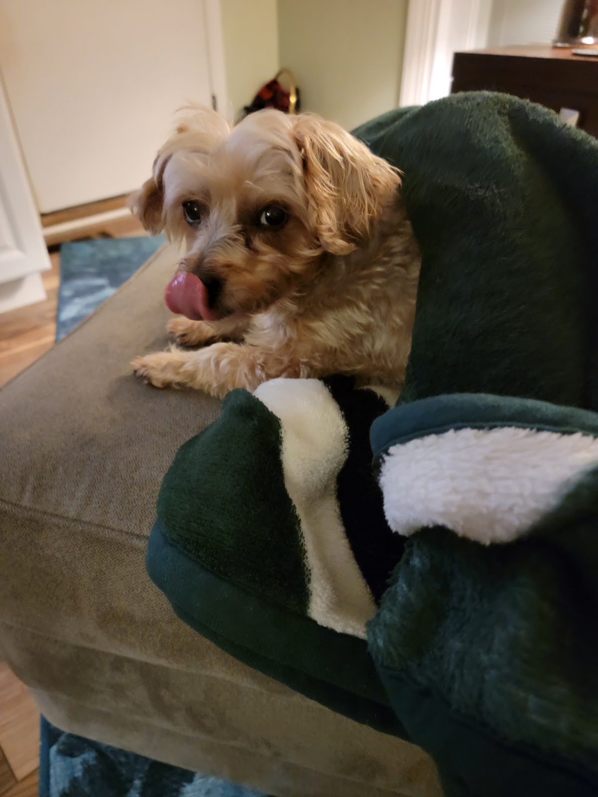 They Poop & I Scoop LLC - Photo 4