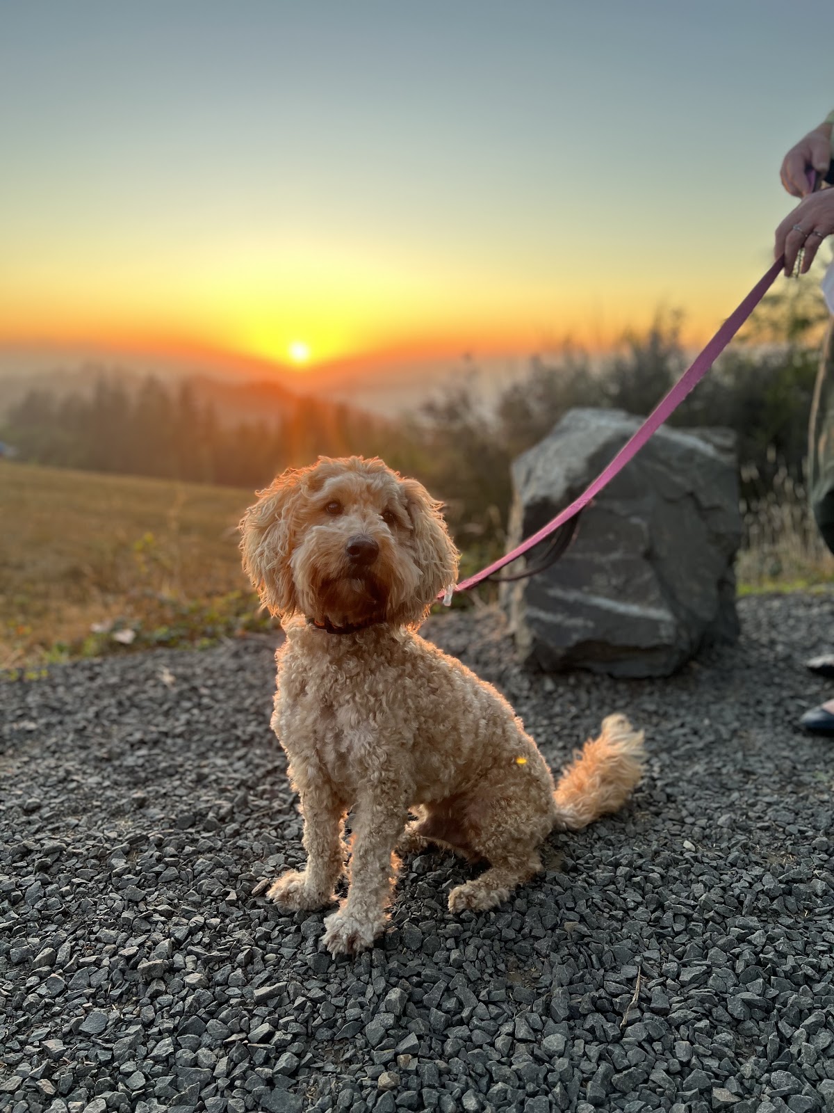 Poop Portal Dog Waste Removal