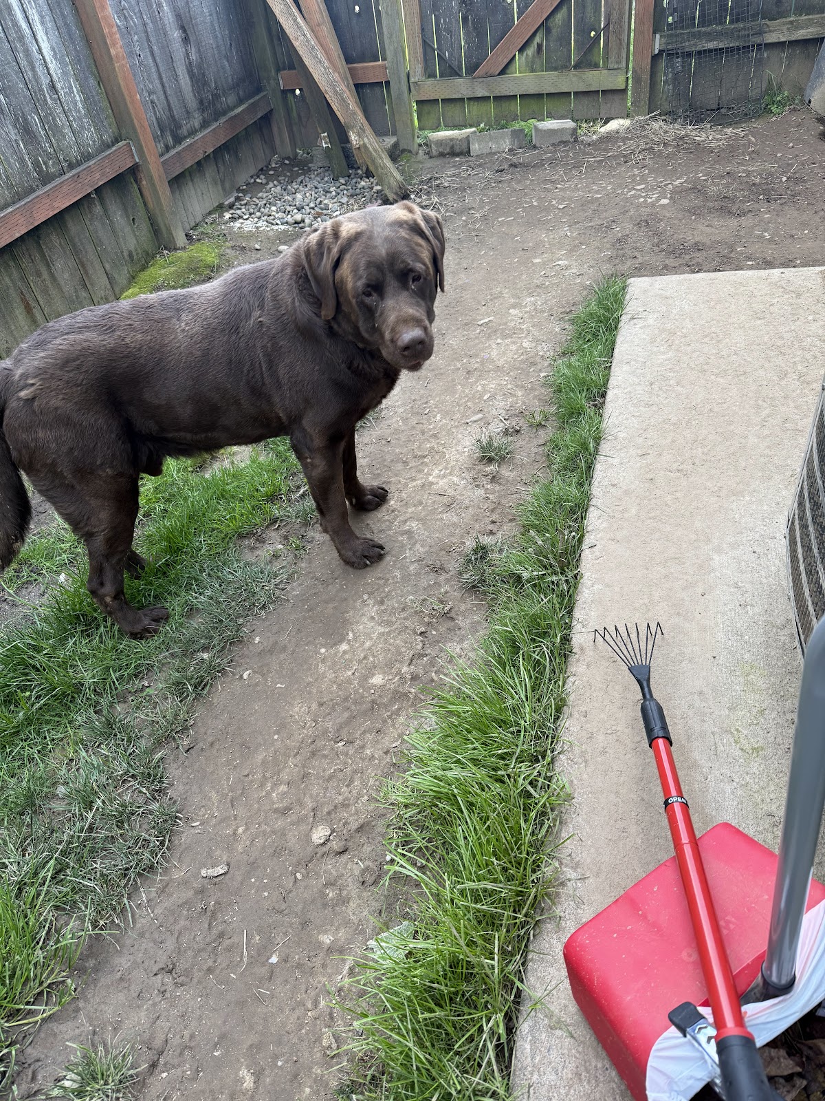 Poop Portal Dog Waste Removal - Photo 3