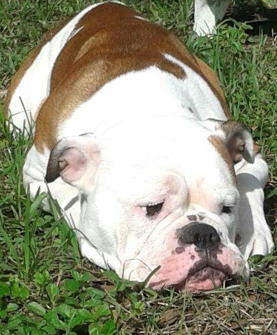 Poop'em Scoop'em Pet Waste Services - Photo 2