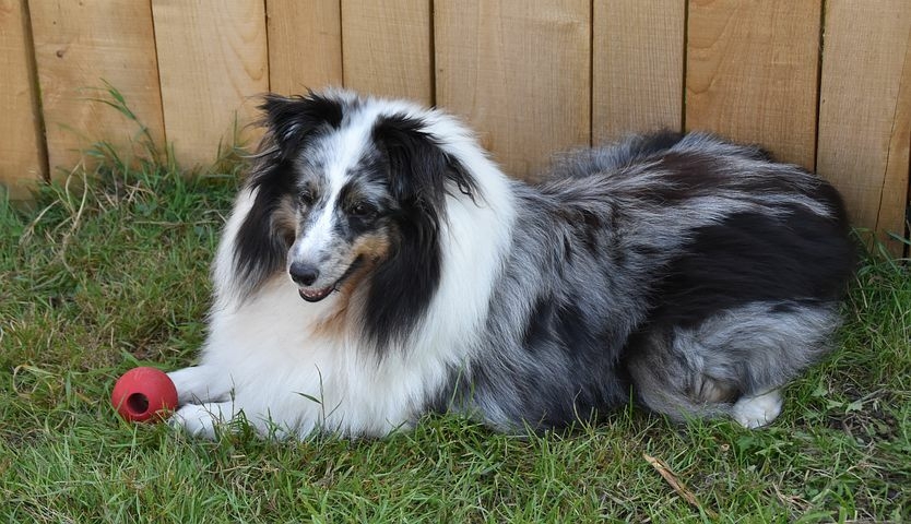 Poop'em Scoop'em Pet Waste Services - Photo 3