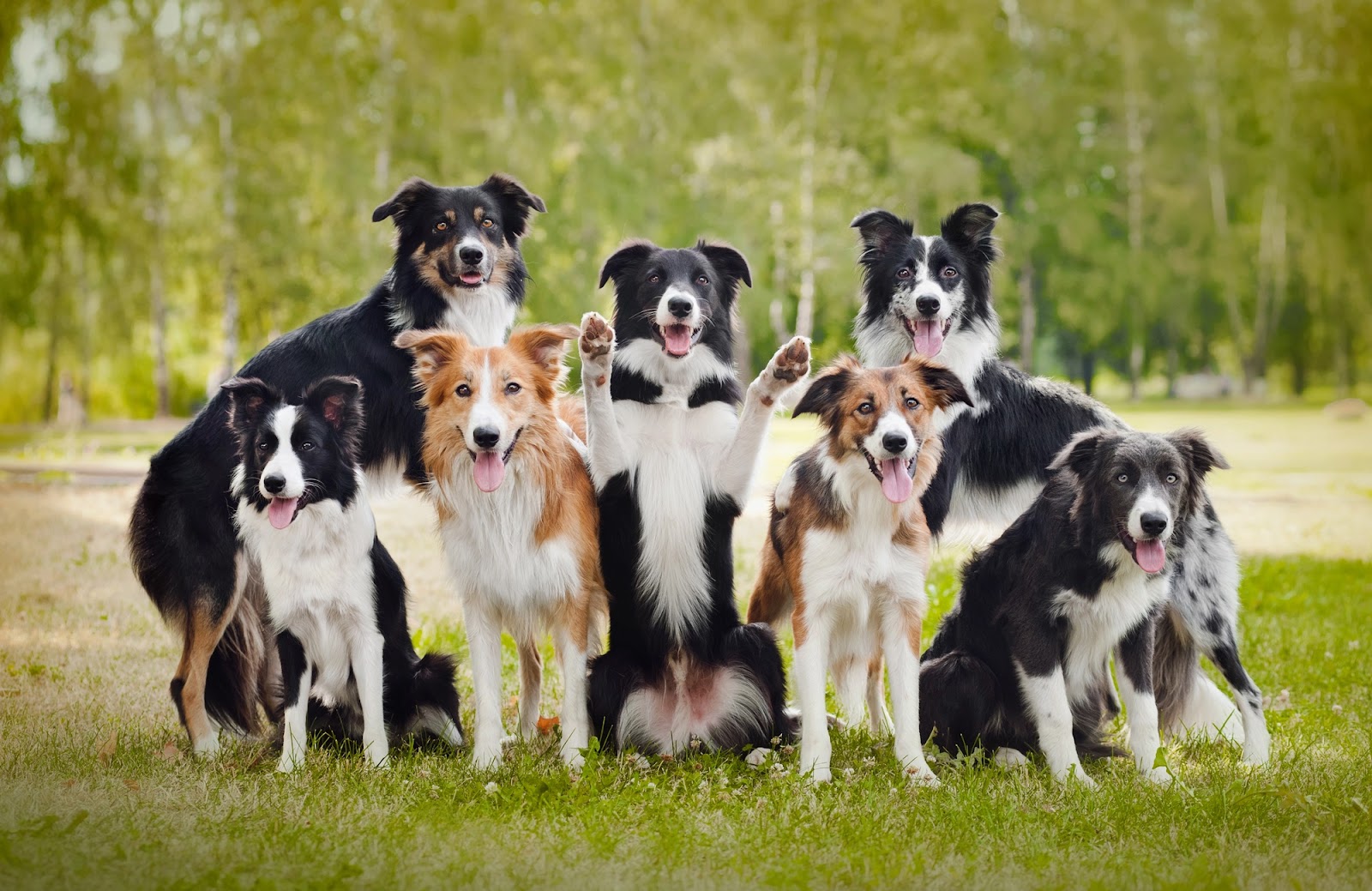 Poofect Scoop LLC - Photo 3