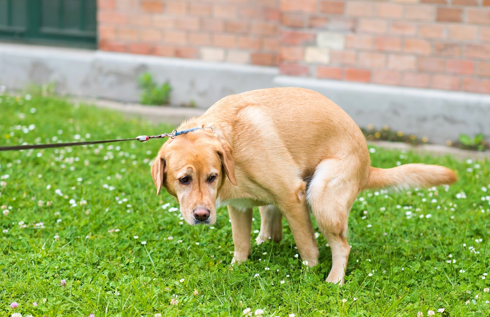 Poofect Scoop LLC - Photo 4