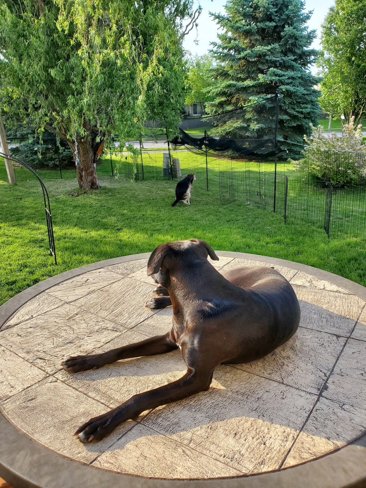 Sunshine Pet Waste Removal LLC - Photo 3