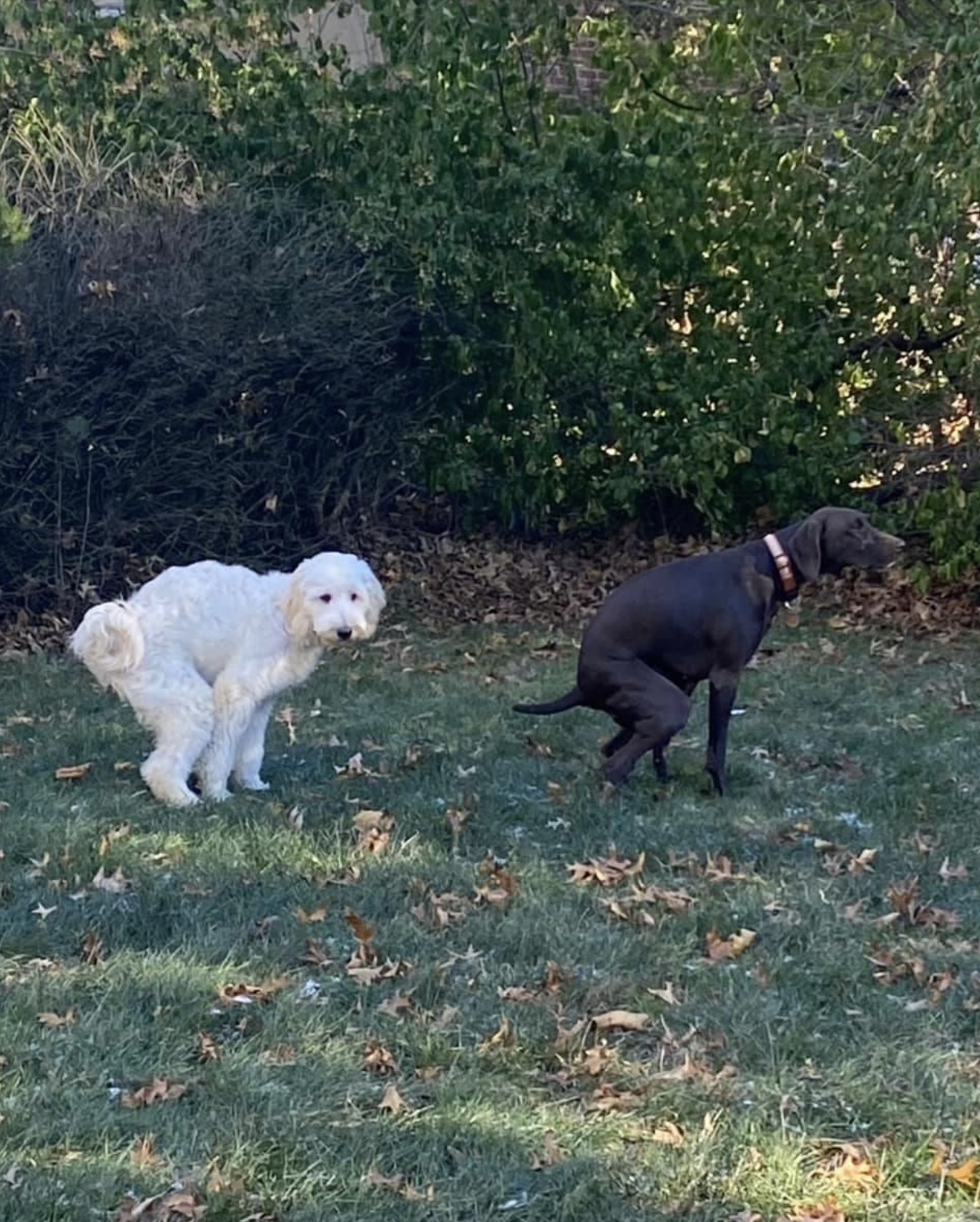 Poopsie Scoopers - Photo 2