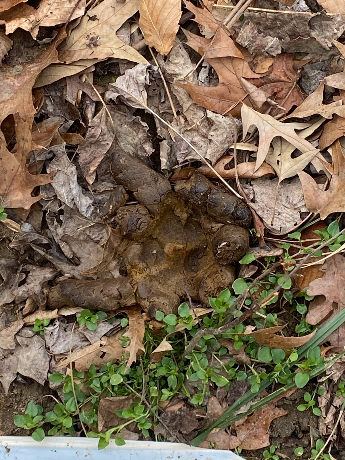 Chesapeake Pet Waste Removal - Photo 3