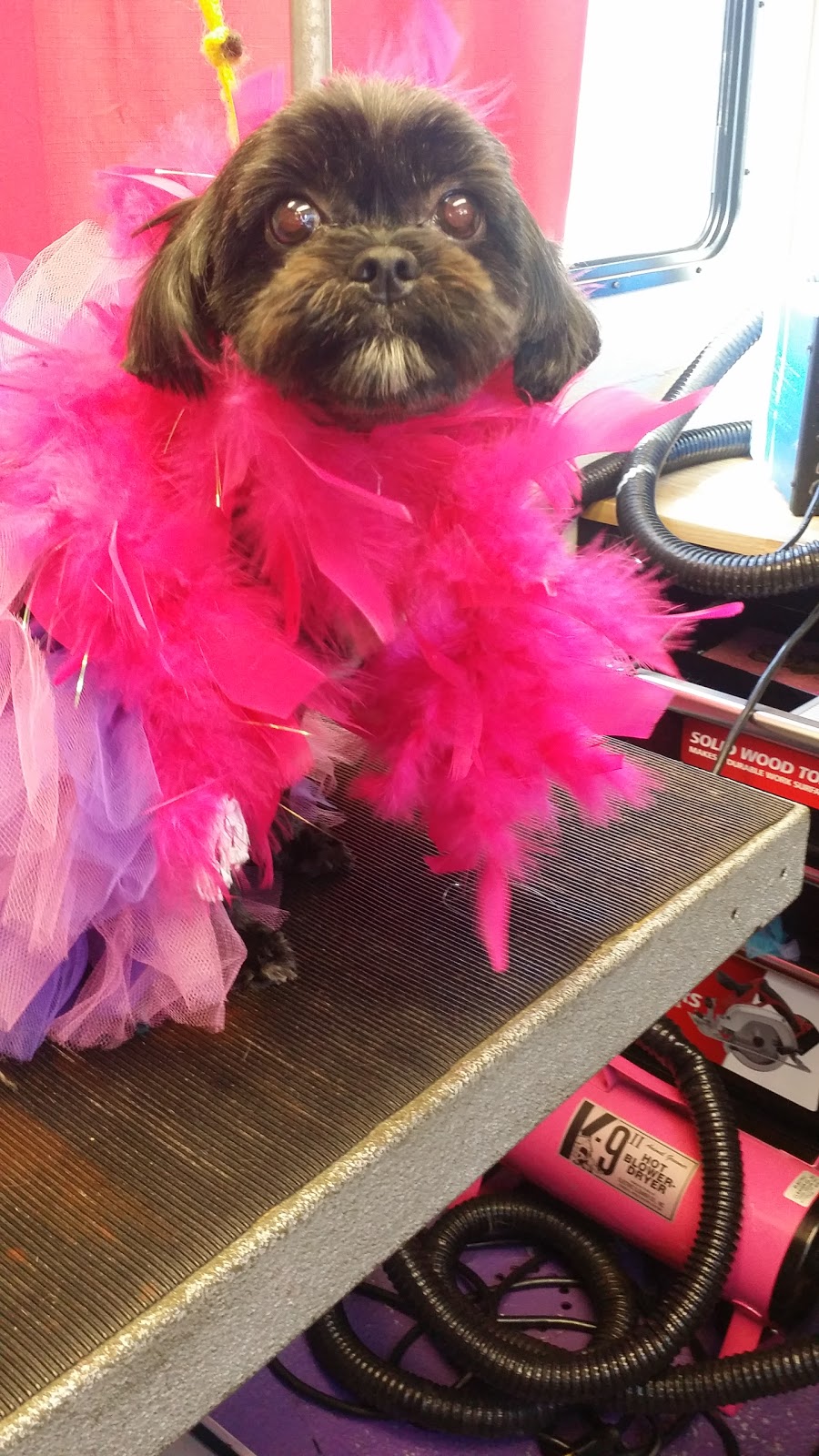 Az Pet Professionals - Photo 3