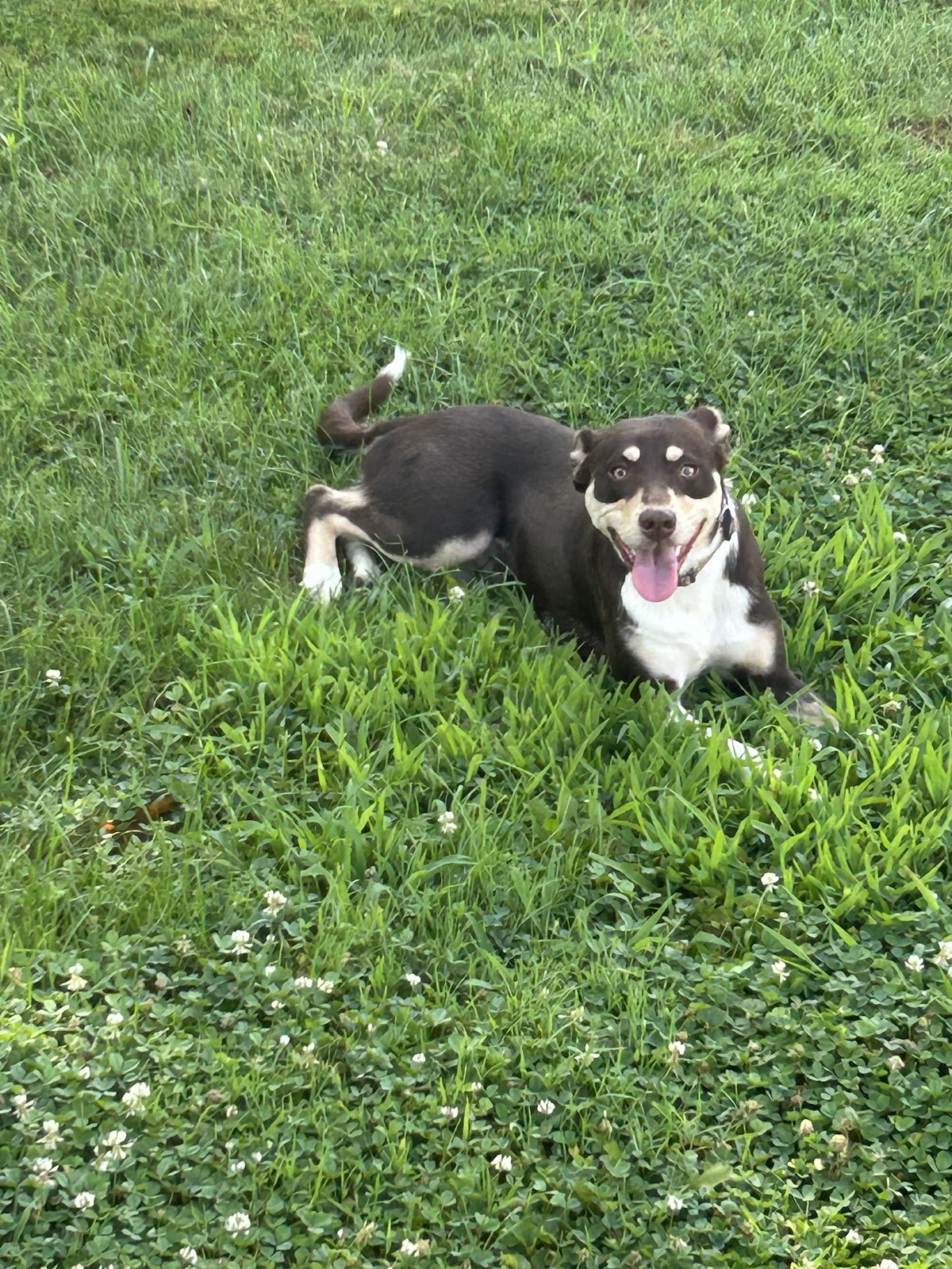 Dude Scoops - Photo 2