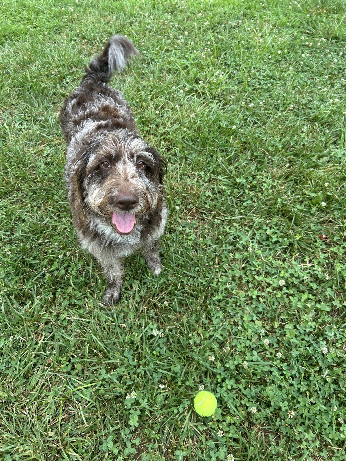 Dude Scoops - Photo 3