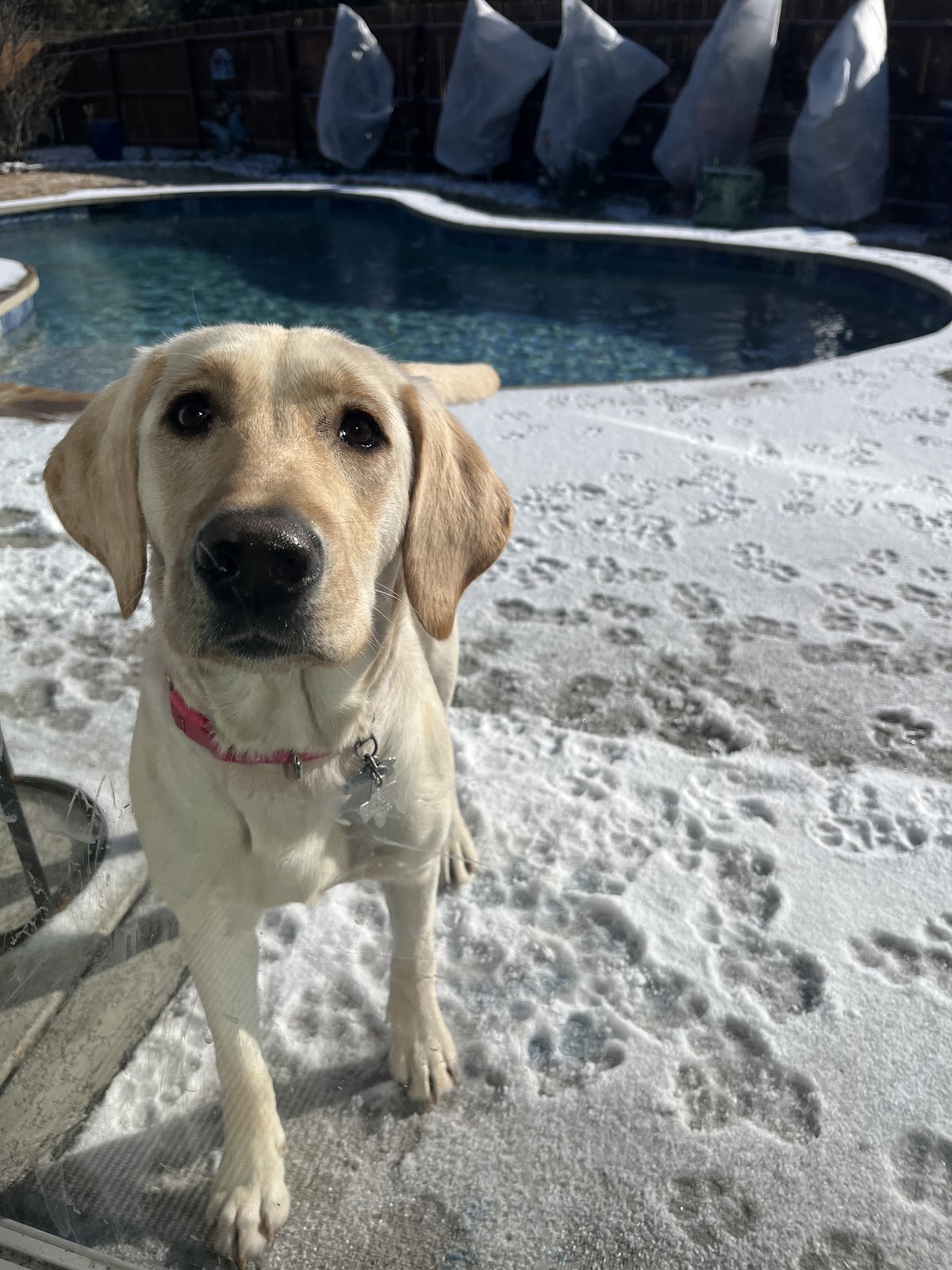 Scoopy Doo Pet Waste Removal - Photo 4